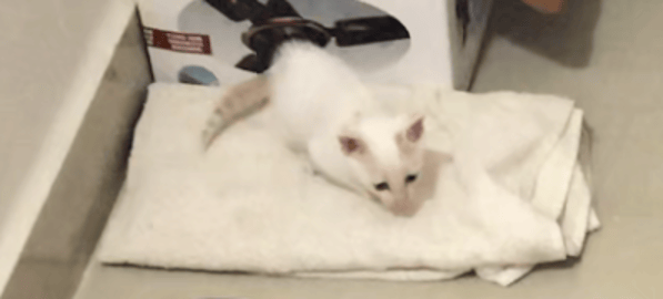 MY TIMMY CAT || PRACTICING HUNTING WATCH !! BY BB CHEF