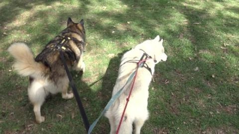 Husky visiting time, 2 Golden Retreievers & Mack