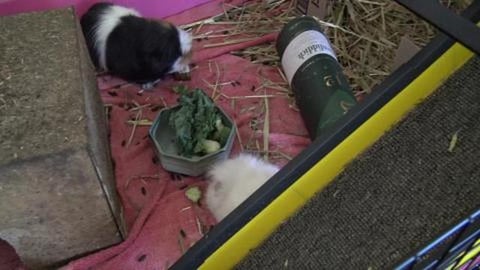 Guinea Pigs having their breakfast