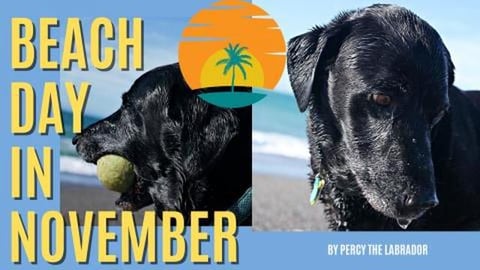 Percy the Labrador visits the Beach in November