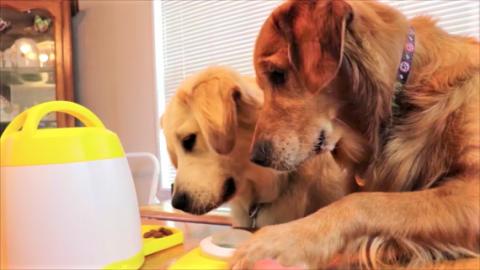 Bloopers! Funny Golden Retriever Puppy Dogs React To Trea...