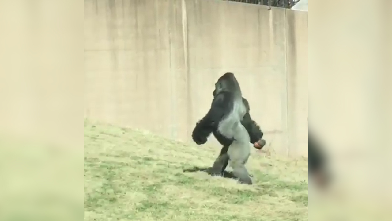 Gorilla Walking On 2 Feet _ How Fast Is A Gorilla? – LWXFAE