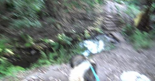 Hiking at Highfields Falls - Part 2