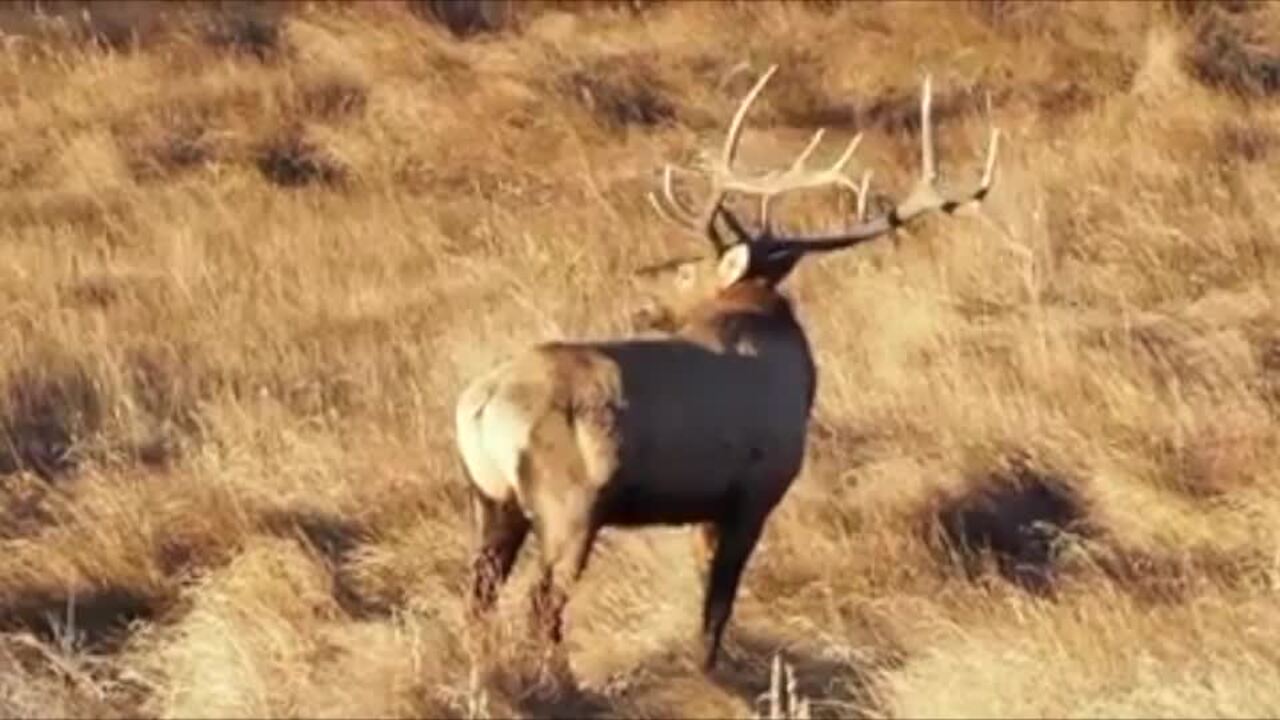 Elk mating call at Rocky Mountain National Park, Colorado News Tribune