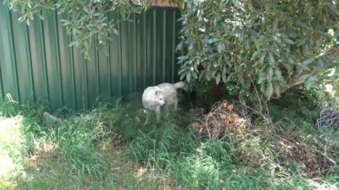 Huskies are safe from the fires, we had cake and wrestlin...