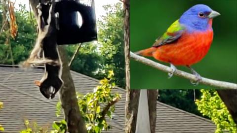 Batman The Squirrel & Picasso The Painted Bunting 