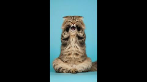 Funny Cat Faces part 1 (shorts)