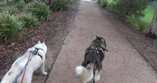 Husky exploring West Creek