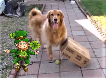 Funny Talking Dog Tries To Catch A  Leprechaun!!!!!   ...