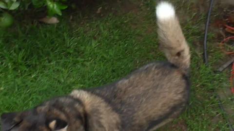 Husky doesn't car her car is rusting away as long as she ...
