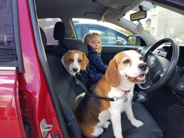 Why Do We Love Beagle Dogs | Funny Dogs Compilation