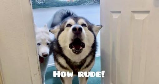 My Goofball Malamute Has a Tantrum in The Bathroom | He T...