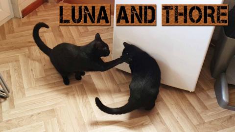 Luna And Thore Showing Love To Each Other Cute And Funny