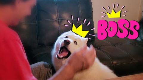 Bossy Husky Growls At Owner When He Tries To Get Up Off T...
