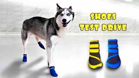 Laika The Husky Tries on Shoes for the FIRST Time | Funny...