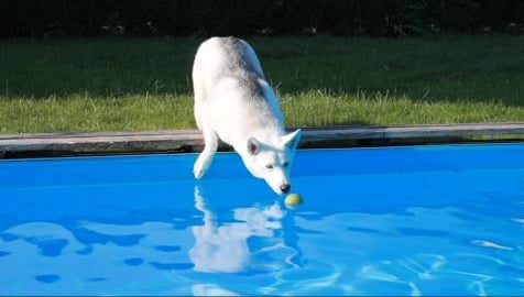 Dog tries to get the ball out of the pool! Gone wrong!