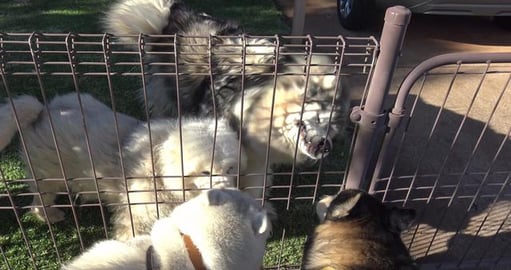 Dogs visit Malamute & Husky friends all in one day