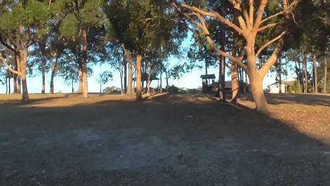 Husky walk with beautiful sunrise in the park