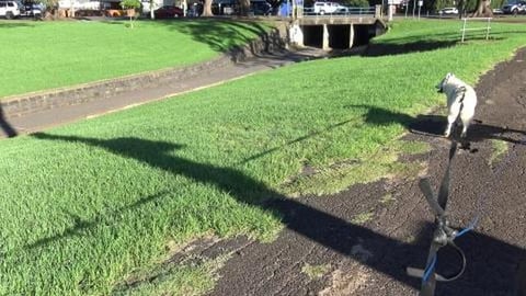 Husky's on long leads in open park