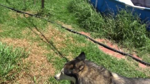 Possums stealing fruit, pump failure & birds raiding