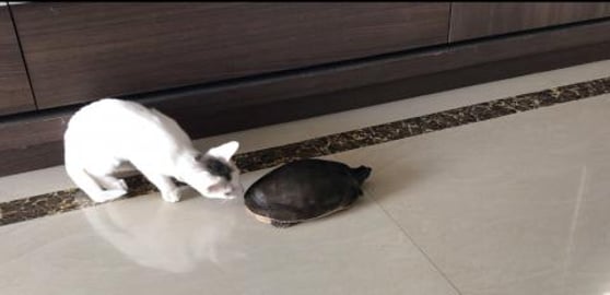 Tortoise walked at my home !! And Tedy having lot more cu...