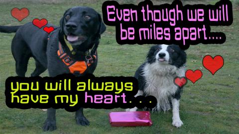 Our Dog Percy the Labrador say 'Good Bye' to his Sweet He...