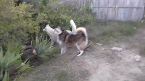 Do Malamutes & Huskies like fish? What are you thoughts?
