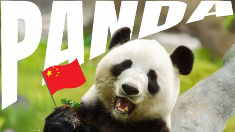 PANDA: The Playful Giants of China with a Special Diploma...