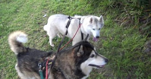 New Husky friend. Poor Nala's sister, she looks rough.