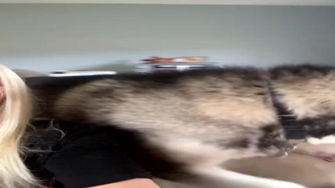 Funny Snapchat Filter Of My Husky