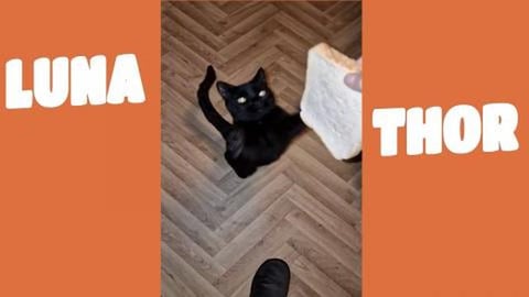 I want that now  human