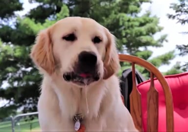 ASMR Funny Dogs React To Eating Snow Cones!
