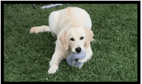 Lola and the sock....  Happy Puppy.