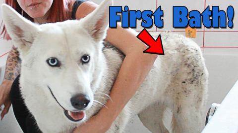 Bathing My Very Dirty Dog For The First Time! She hated i...