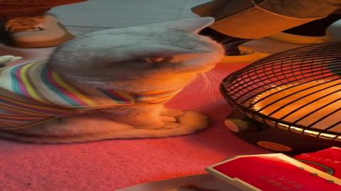 Just a cat trying to stay warm during cold nights