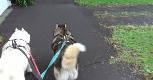 What my grandfather did during the war WW1