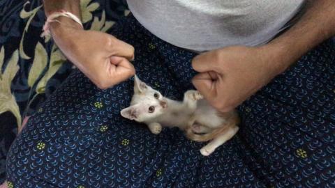 My Cat {Timmy}  Learning boxing ||| 