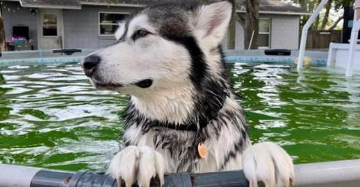 Funniest Conversation With a Stubborn Malamute