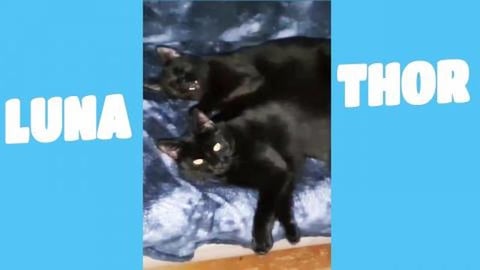Cute siblings Luna and Thor
