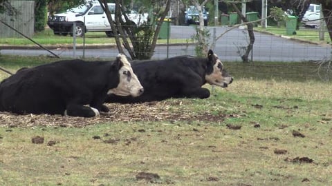 Husky meets boyfriend Golden Retriever & Husky, but no bu...