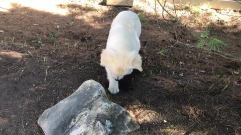 Golden Retriever Puppy can't stop digging. The Garden is ...