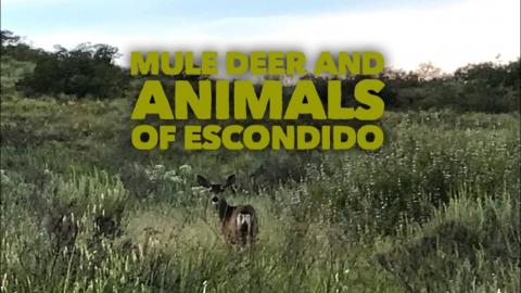 Mule Deer and Animals of Escondido