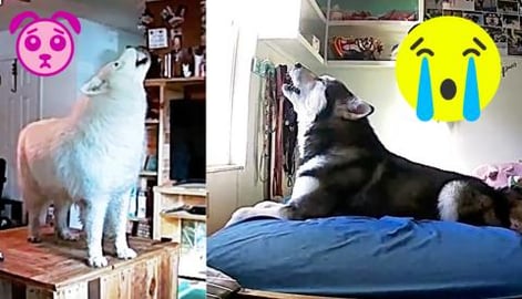 The Saddest Of Doggos Left Home Alone Without Eachother