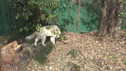 No hiking for Husky & Malamute today due to medical issue...