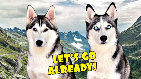 My Husky Demands We Go Out For a Walk! | Funny Dogs Video...