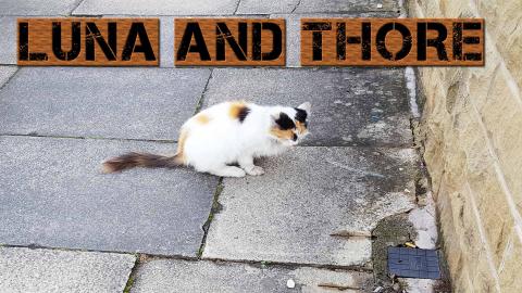 I Meet A New Friend (Kitten) So Adorable