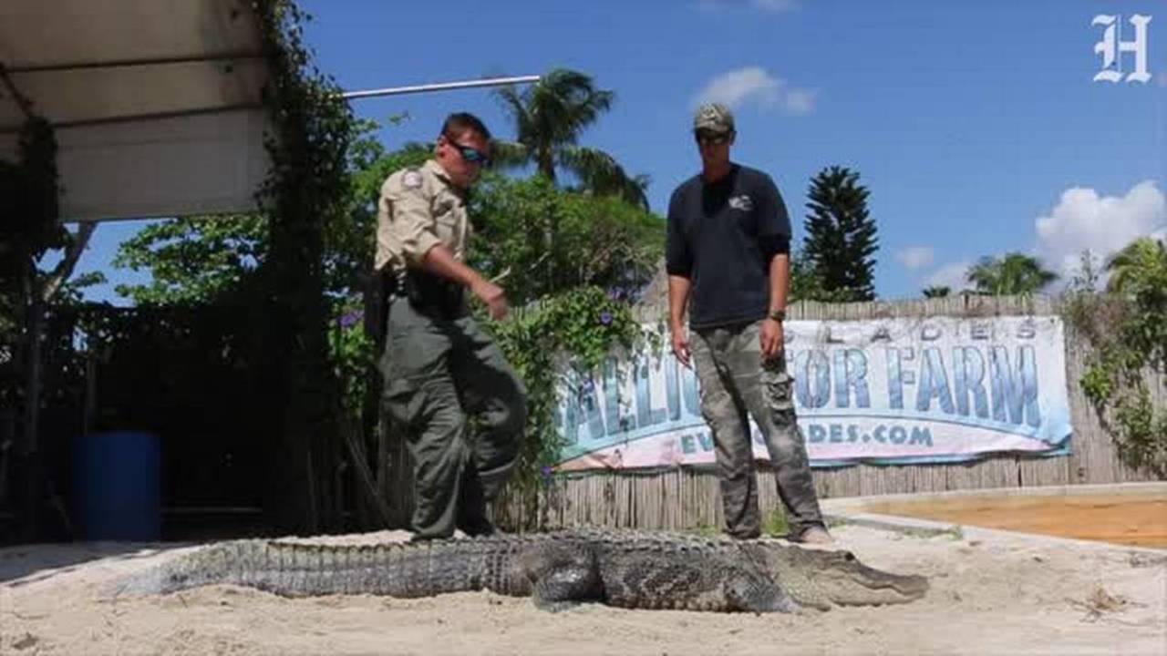 A fiery entrance for Miami Dolphins players – A GATOR IN NAPLES