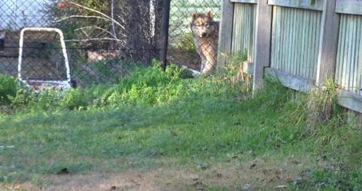 A tired doggo is a happy doggo