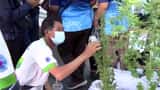 Thailand starts giveaway of 1 mln cannabis plants