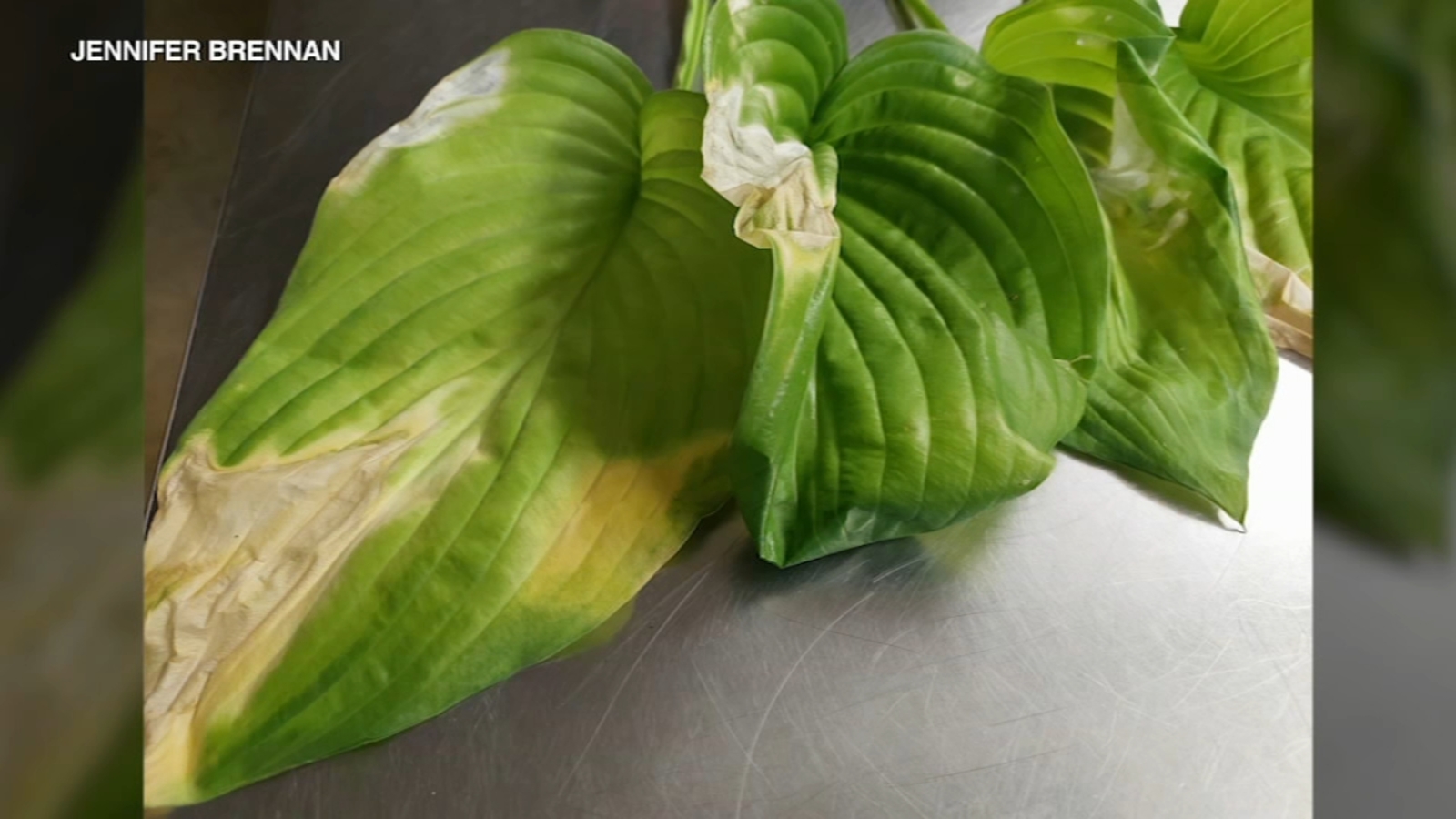 Caring for lawn and plants during drought conditions